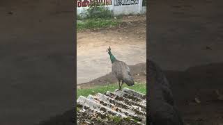 A Peahen is near our flat😃😃😜😜#peacock#national bird#guruvayoor#