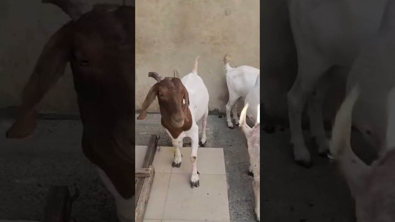 Boer Goats