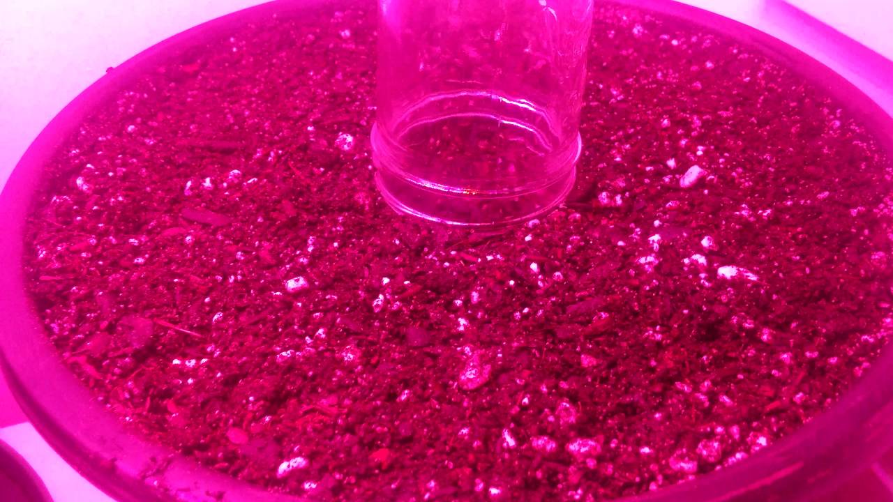 Fastbuds Fastberry - Planted into the soil