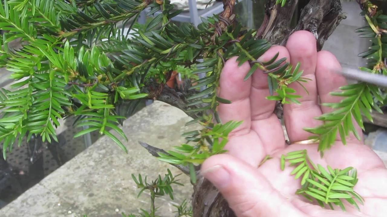 Методы выращивания тисовых бонсай. Часть 2