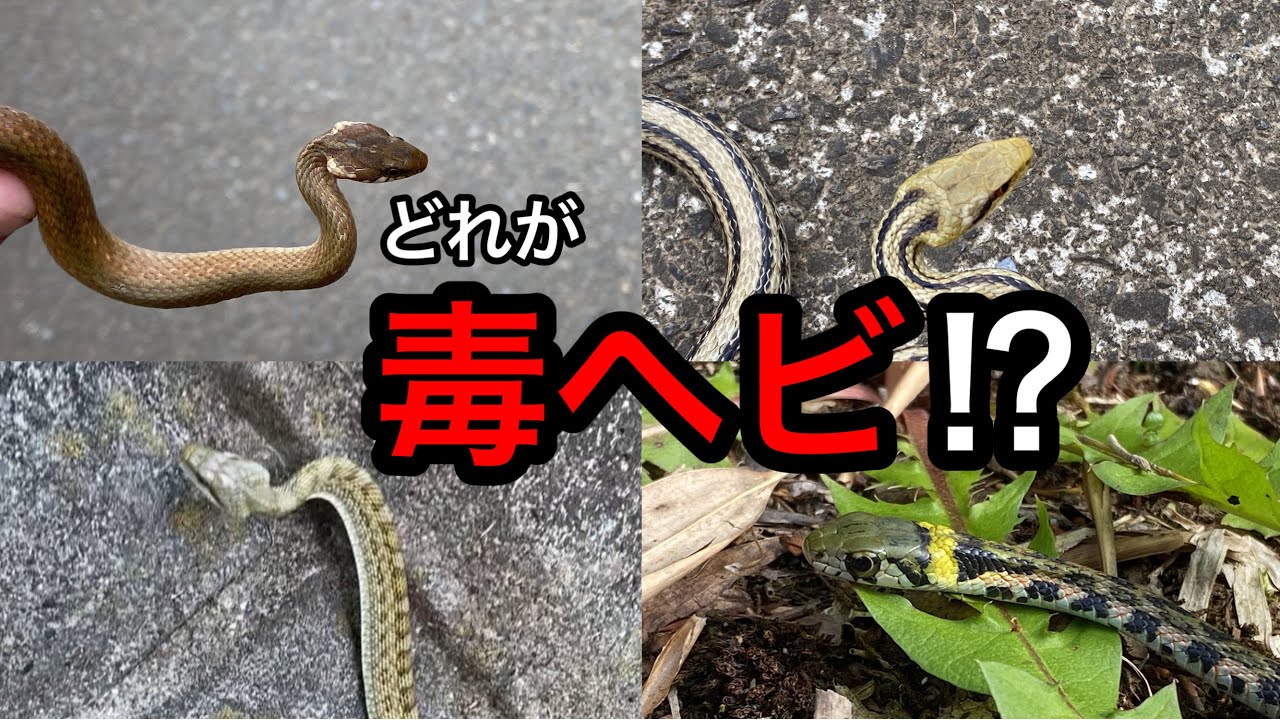 ３匹の蛇 Are triangular-headed snakes always venomous?