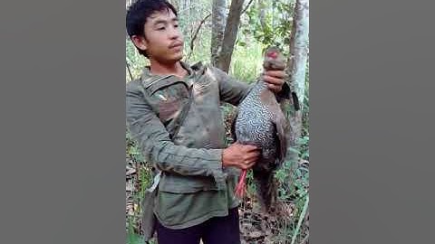 yos hav zoov dib qaib qus tua tau nraj