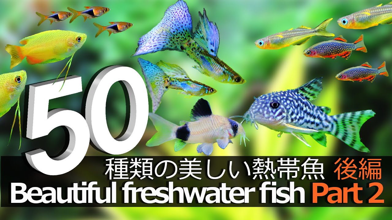 熱帯魚図鑑 愛着のわく可愛い熱帯魚たち 後編 水草動画ブログ