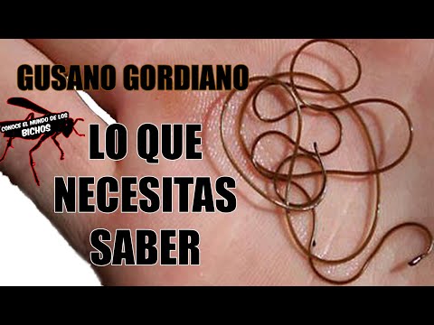 GUSANO GORDIANO - LO QUE NECESITAS SABER