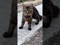 おはようござっーーーーいっちゃった #猫#cat#挨拶#逃げた#Short