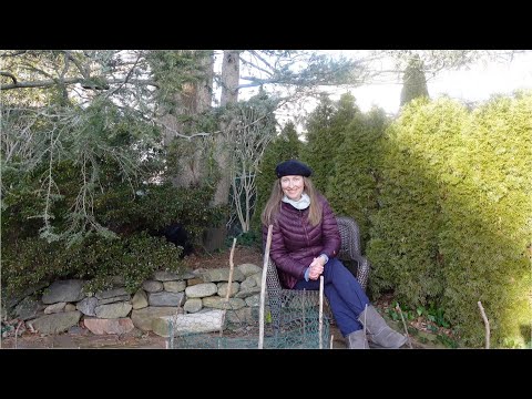 How Wind Can Affect Roses