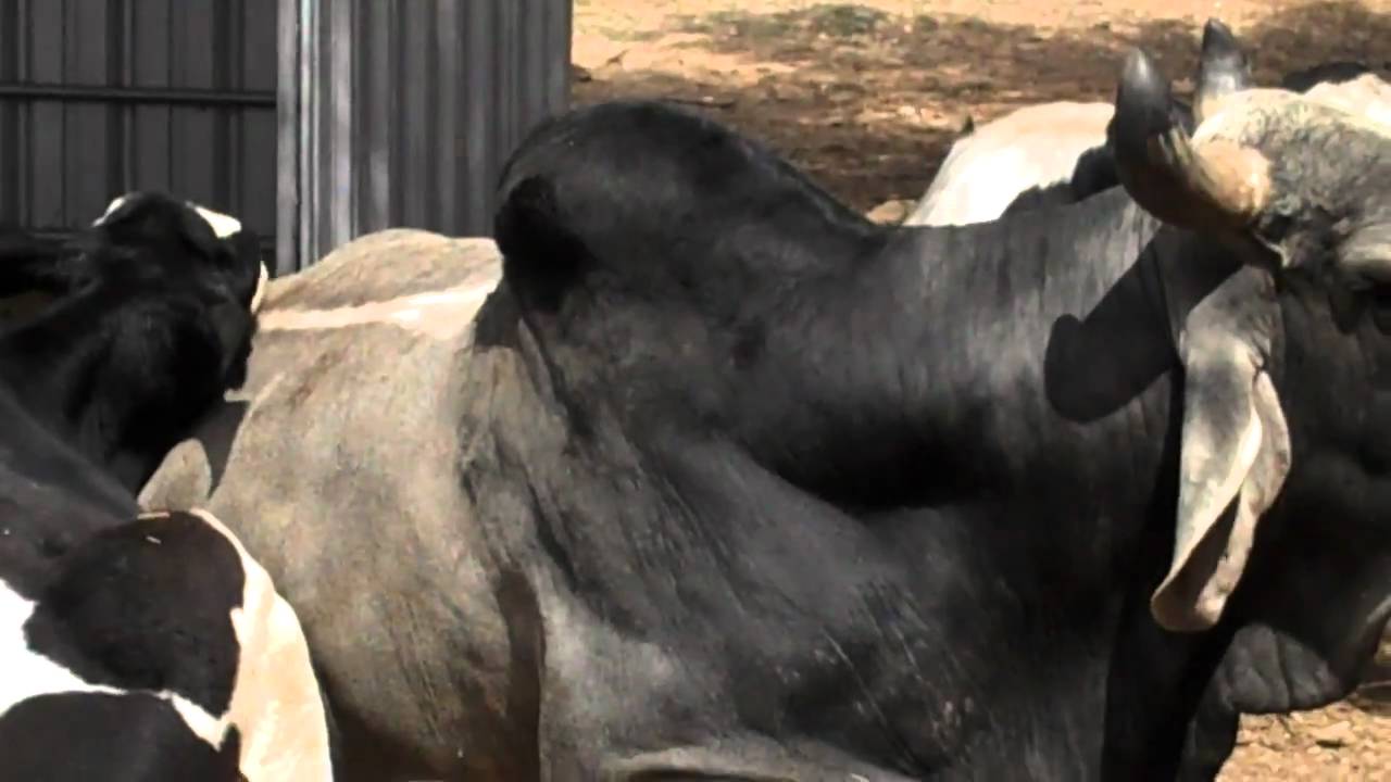 Brown Calf Laying In Dirt free video clips background