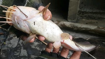 Câu cá ngát✅giao lưu cùng anh thành | Sự Cần Giờ