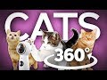 Cute Cats from The Cat Museum in 360