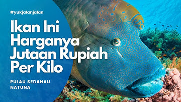 IKAN JUTAAN RUPIAH PER KILO DI SEDANAU, NATUNA