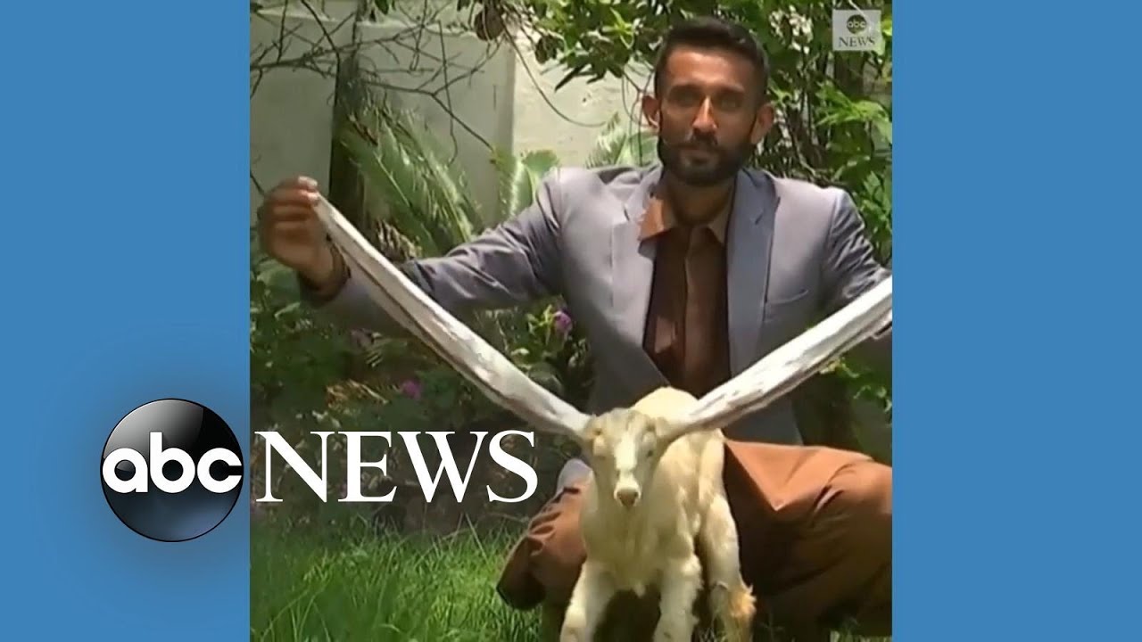 Baby goat wows world with 22-inch ears