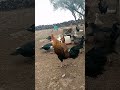 صوت الديك الاسود صوت الديك الاسود