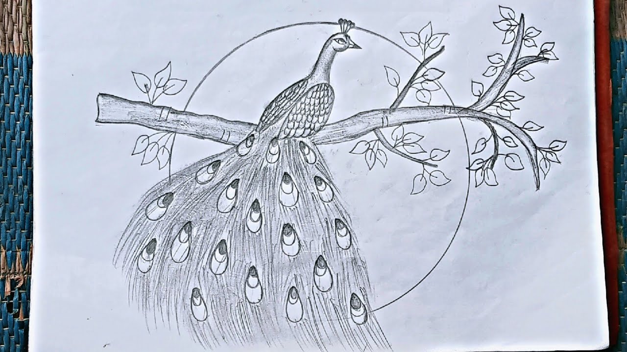 How to draw a peacock drawing#मोर का चित्र बनाइए#Radha Verma art #beautiful peacock drawing banaaiye