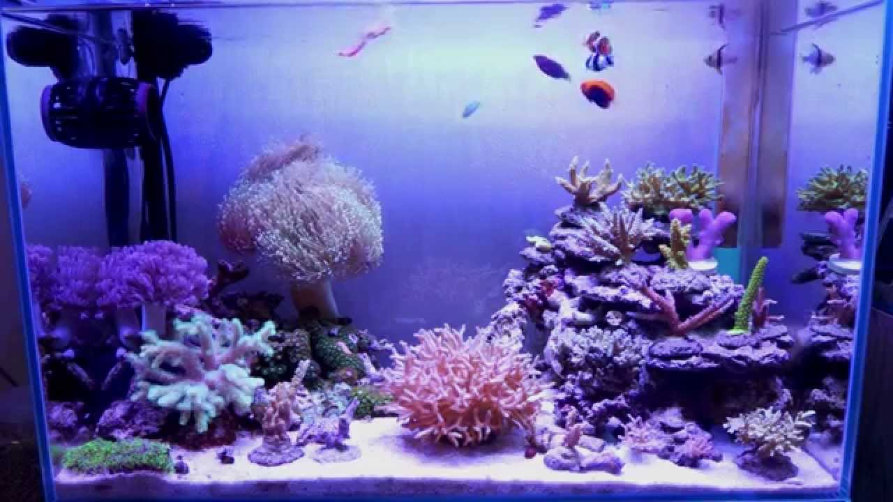 サンゴ水槽 Nano Reef Tank 60cm 30cm 40cm Youtube