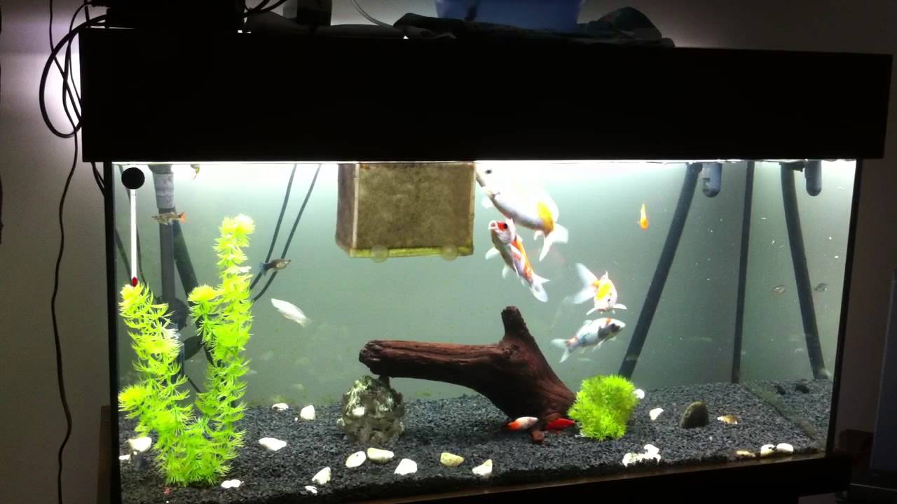 Koi Carp Aquarium (Nishikigoi) - 2 - YouTube