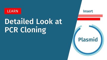 A Detailed Look at PCR Cloning