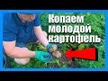 Когда копать молодую картошку?