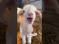 Sheep Sound On Sheep Wildlife Sound Sheepsound Shorts Viral Soundon mp3