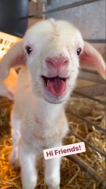 suara domba di 🐏.#domba,#satwa liar,#suara,#suaradomba,#celana pendek,#viral,suara.