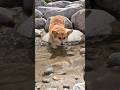慎重に水に入るコーギー / A Corgi carefully stepping into the water. #コーギー #corgi #サクラ