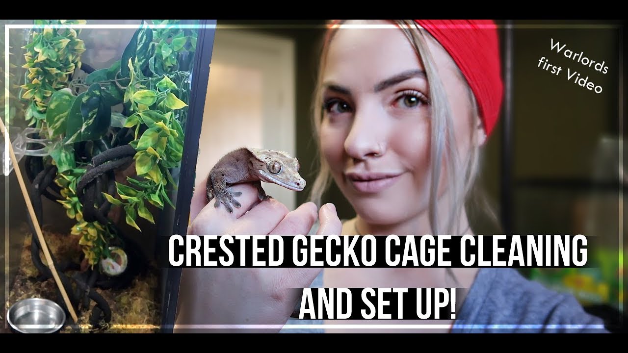 Crested Gecko Set Up And Cage Cleaning