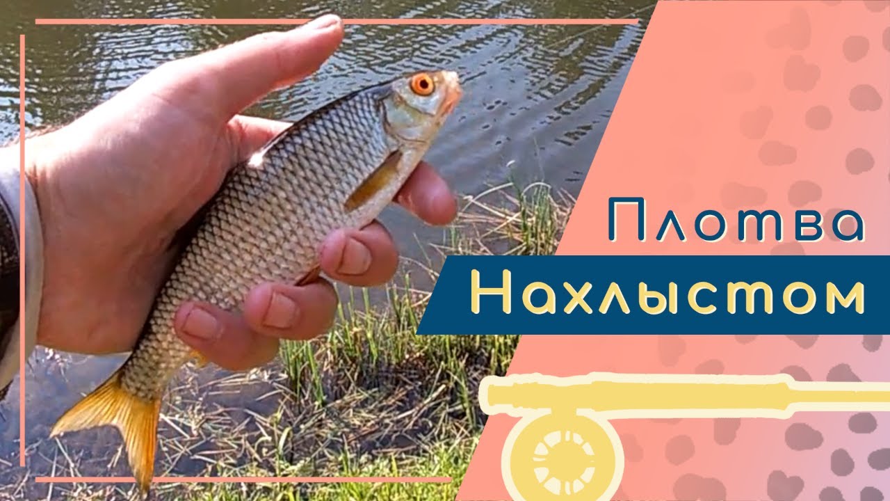 Ловля плотвы нахлыстом в ручьях, малых реках и небольших каналах