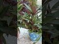 Rhoeo plant/Boat Lily