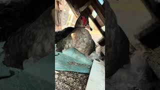 Anche quest’anno una bella sorpresa 🦆 #agricoltura #shortvideo #farming