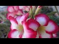 COMO PLANTAR SEMENTES DE ROSA DO DESERTO