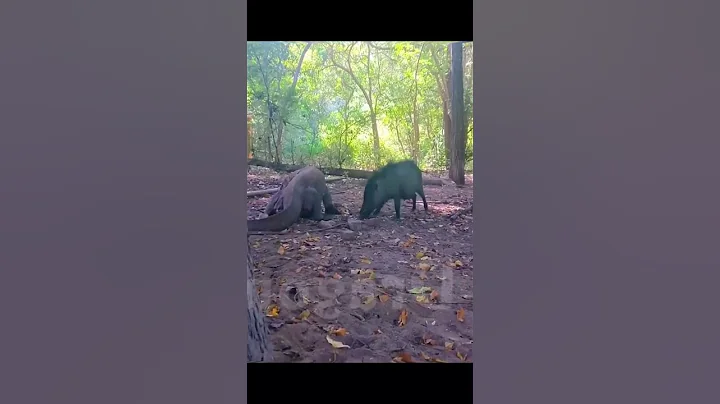 komodo vs Boar ( Warthog ) |#shortvideo #shorts #viralanimals #viralvideo