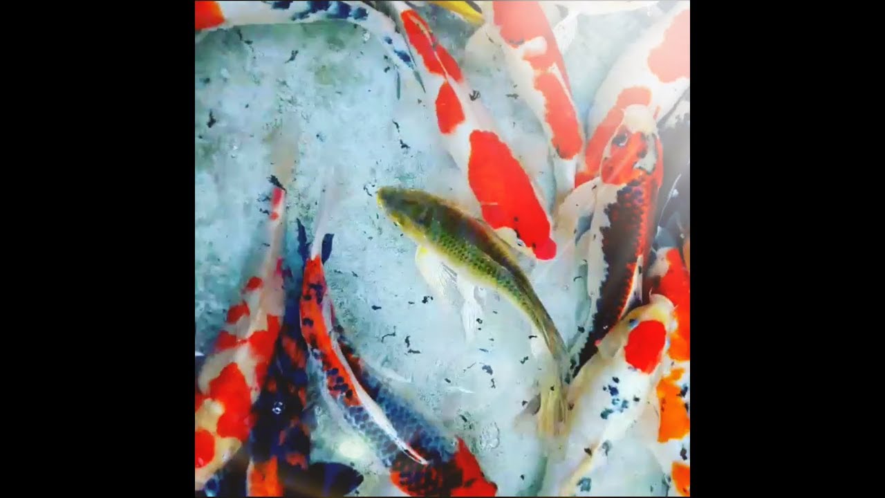 Telur ikan koi - YouTube