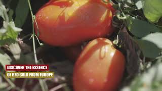 Discover the Essence of Red Gold From Europe