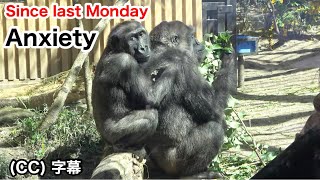 Little gorilla won't leave Mom's side because of anxiety. Kintaro. Momotaro family