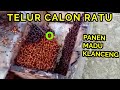 Ternak klanceng taruh d bawah,panen madu melimpah