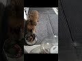 またタヌキが来たぞ！#タヌキ