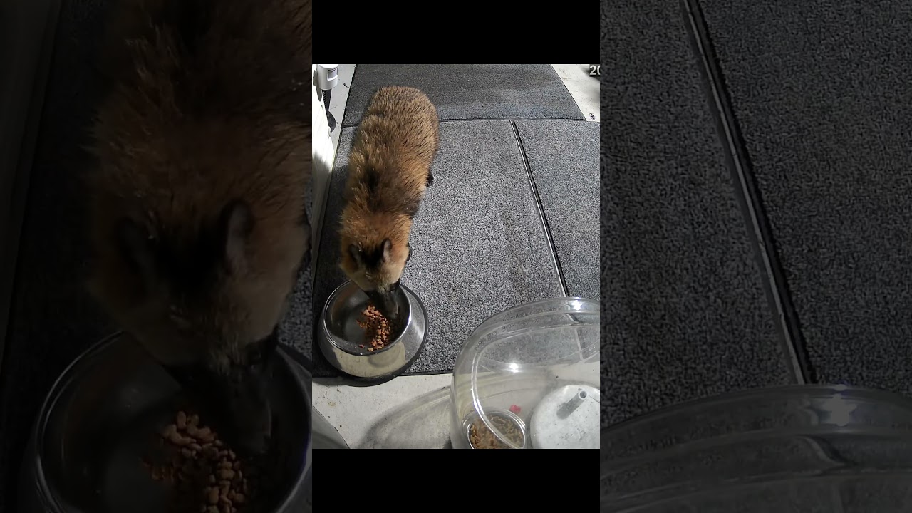 またタヌキが来たぞ！#タヌキ