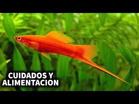 Video: Cómo Cuidar El Pez Espada