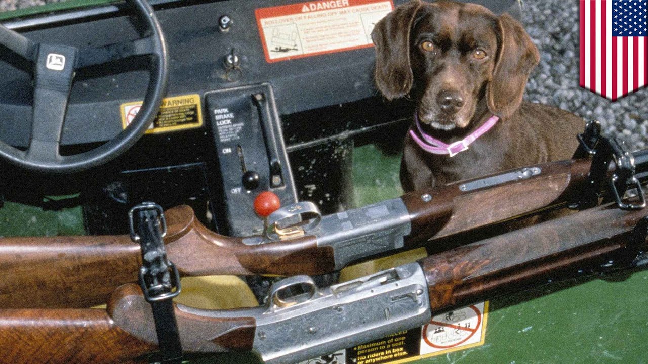 Dog shoots human: Dog 'Trigger' shoots owner on hunting trip, lives up ...