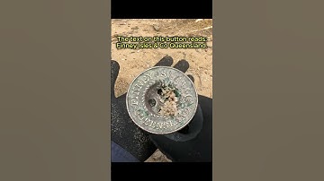 Some amazing history from such a small brass button #minelab #manticore #shorts