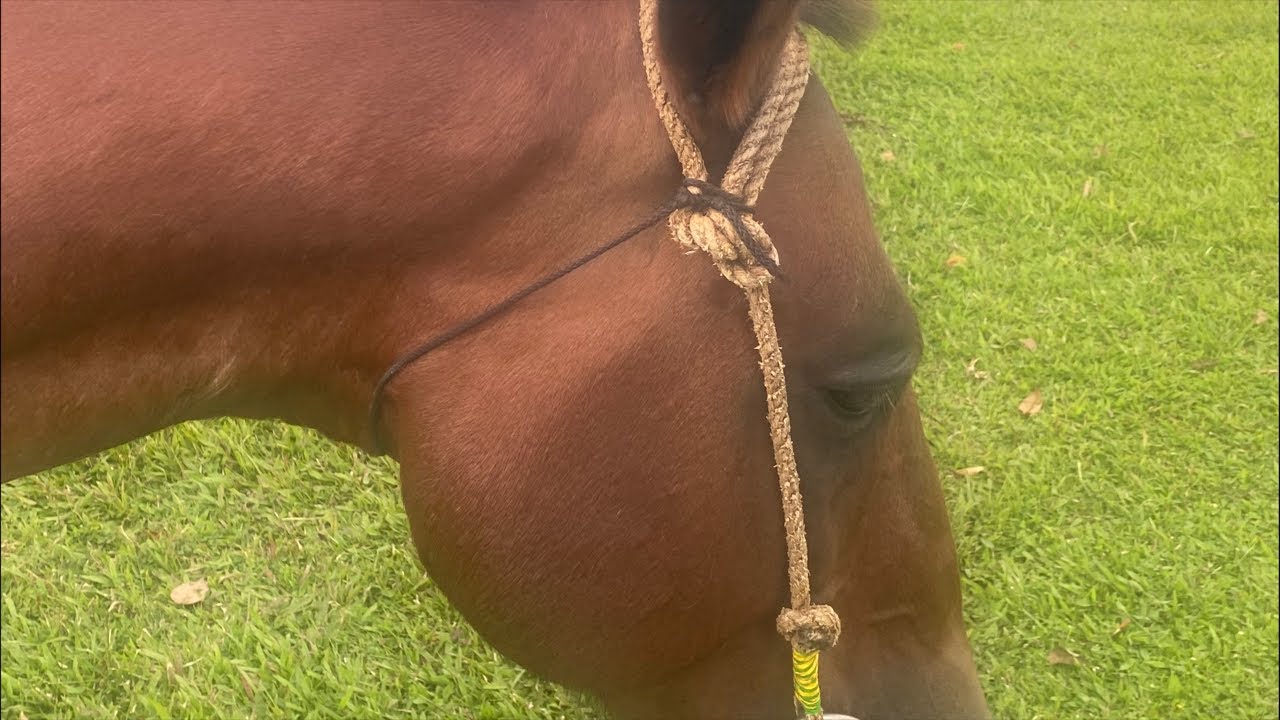 Riding a Horse at Koitaki Country Club - YouTube