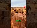The Moment Everything Goes Wrong In The Wild…On Camera #animals #shorts #wildlife #nature