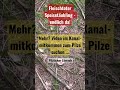 8. Juli 2022 Fleischroter Speisetäubling - endlich es geht los - Täublinge wieder da! Pilze sammeln