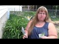 Growing Lavender - Flowers for Your Garden Growing Lavender - Flowers for Your Garden