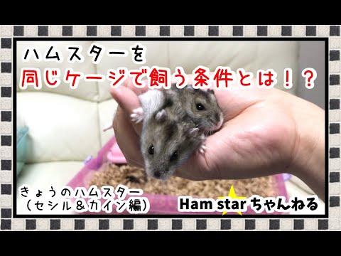 ハムスター 土に還る 期間 ハムスターを土飼育してみたpart4上級者飼育hamster Breeding In The Soil Youtube ハムスター 土に還る 期間 ハムスターを土飼育してみたpart4上級者飼育hamster Breeding In The Soil Youtube
