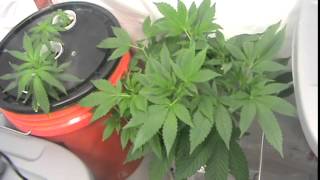 CFL VEG ROOM UPDATE SIDEWAYS PLANT