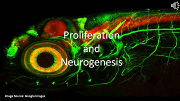 Zebrafish and Neuron Regeneration final
