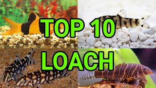 Top 10 Loach Fish Types Aquarium