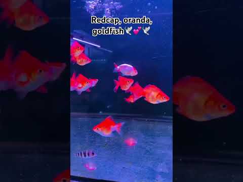 #aquarium #exoticaquariumfish #explore #fish #nepal #aquarius  #changeyourmindsetchangeyourlife