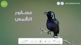 عصفور الشمس ، تمير فلسطين ( السودود ) Cinnyris osea / Palestine Sunbird