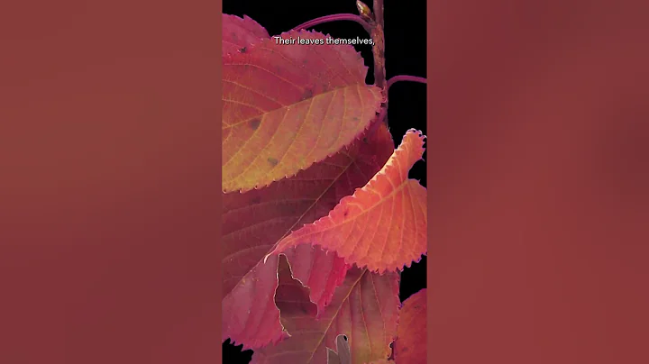 Air stones are important for #hydroponics